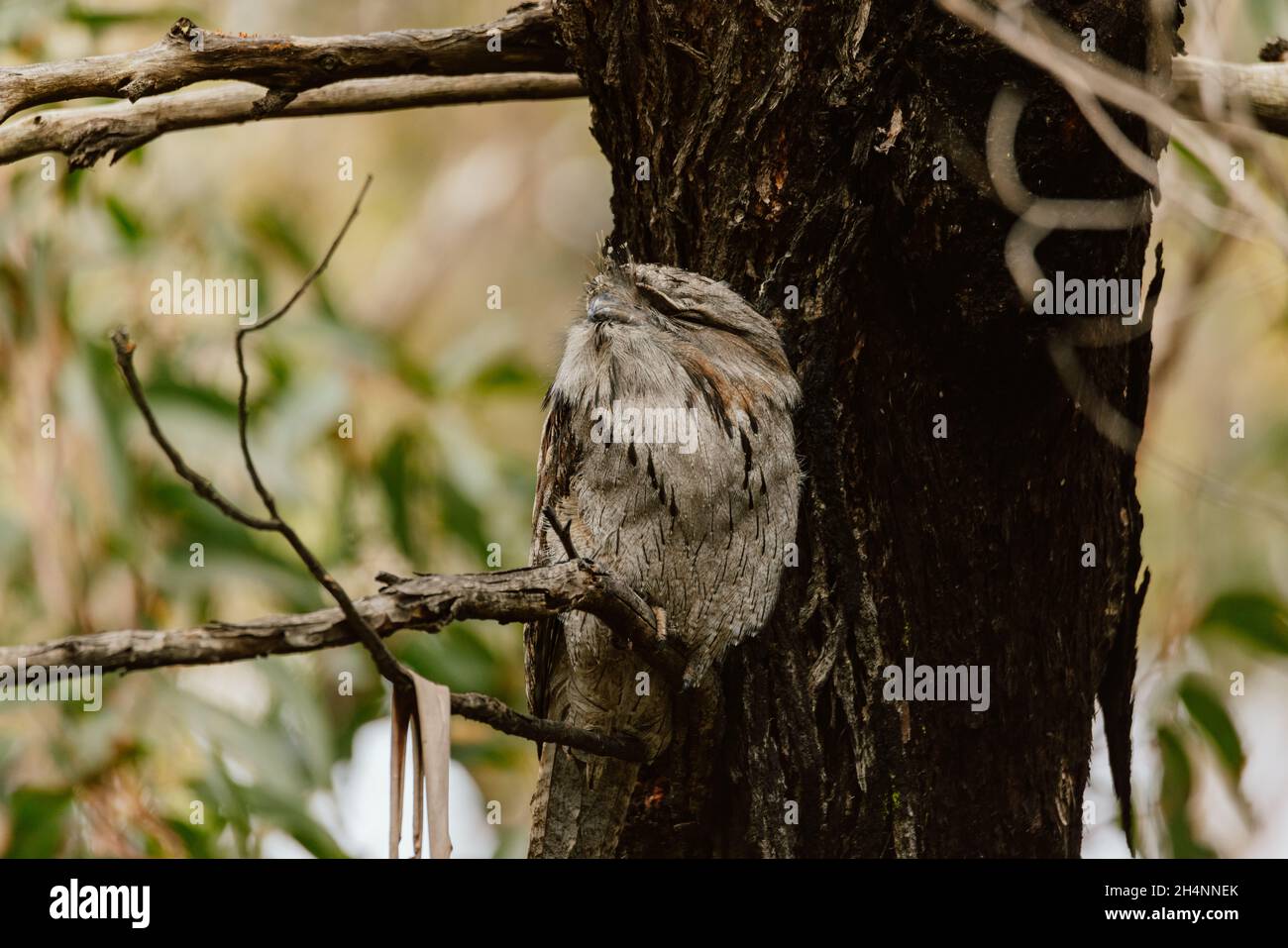 Tawny Frogmouth perched sleeping by day on a Tree Stock Photo