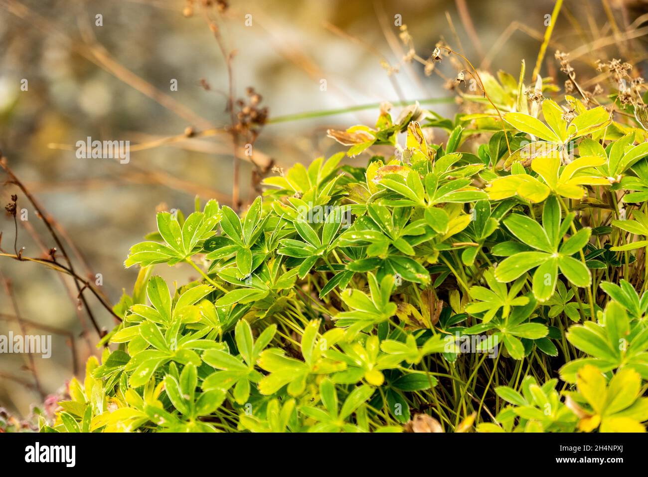 Ladys Mantle or Alchemilla growing in the Alps in Front of a Crook Stock Photo