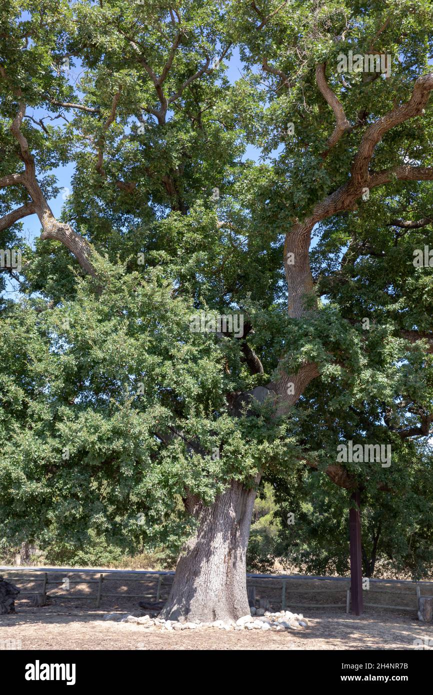 Val d' Orcia oak the checche tree, Tuscany, Italy Stock Photo