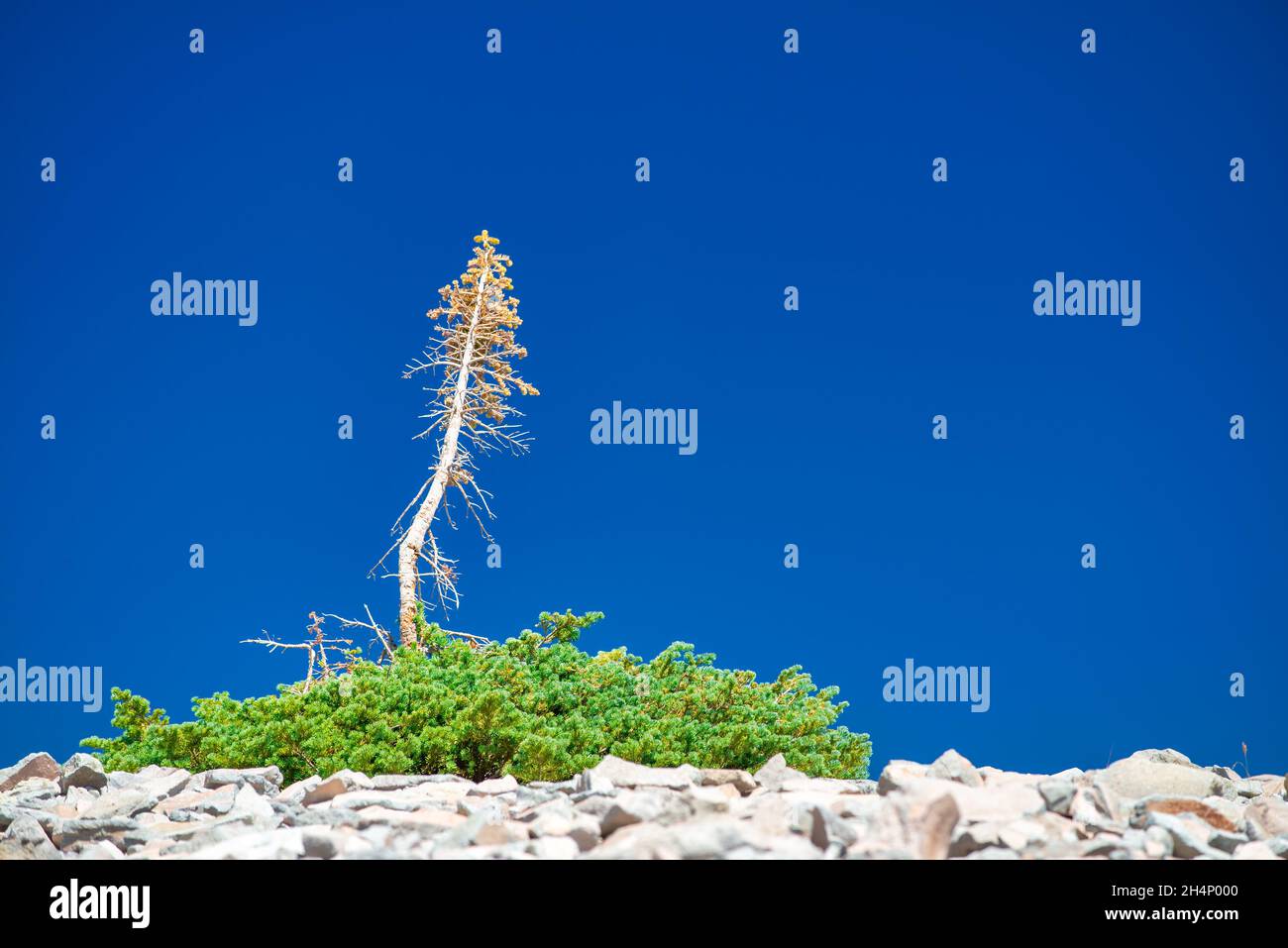 Isolated small tree on a rock against a blue sky Stock Photo