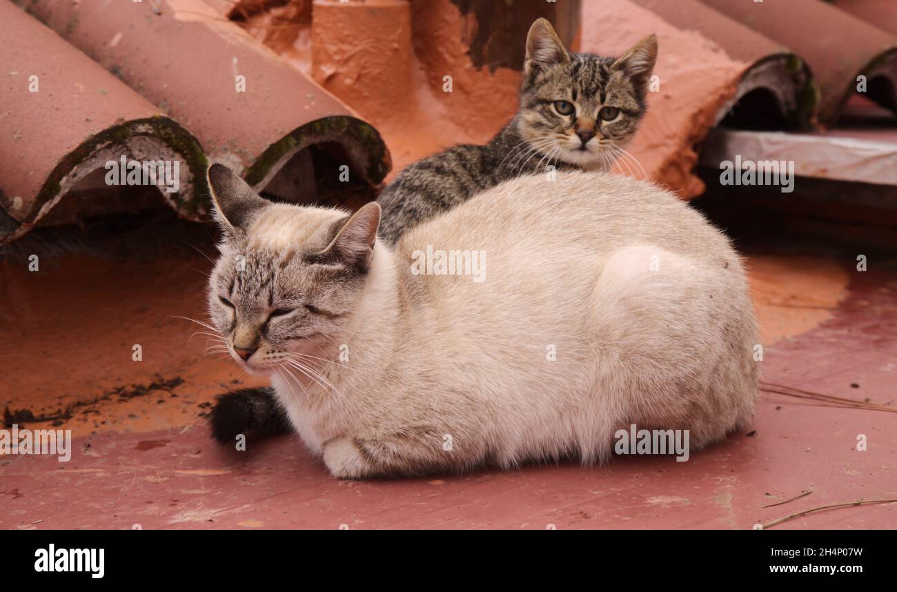 Feral cats problem on Gran Canaria small female cat and an her kitten resting on the roof of a