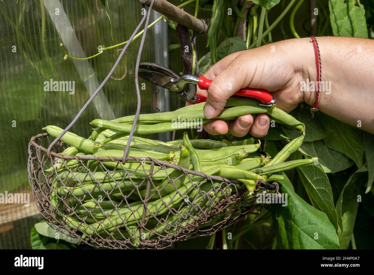 Farmer harvesting common green beans in the garden Stock Photo Alamy