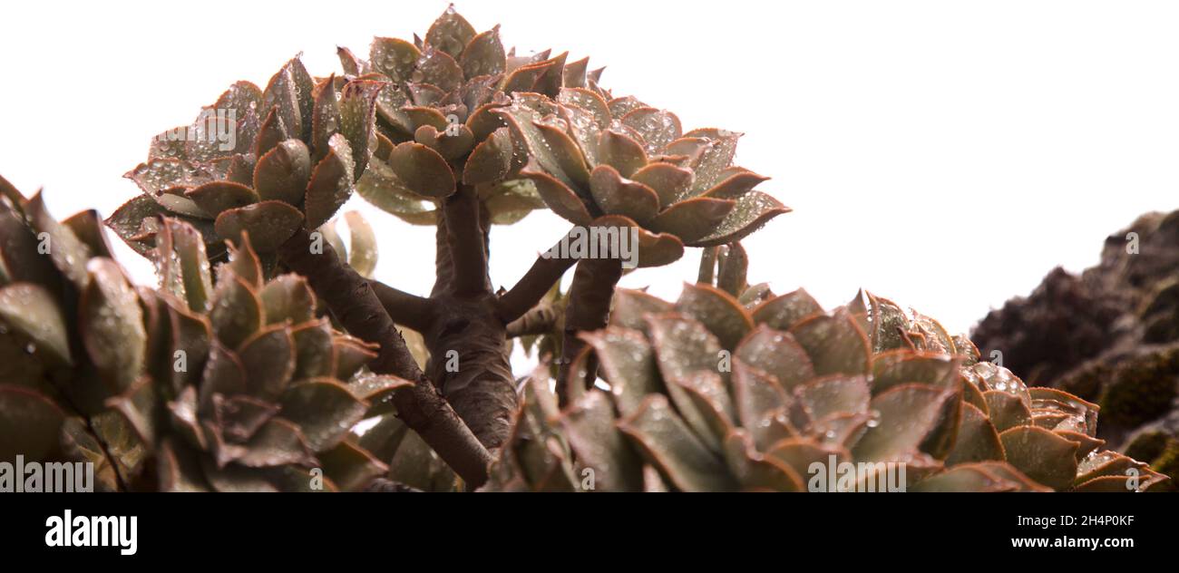Flora of Gran Canaria -  Aeonium percarneum, succulent plant endemic to the island Stock Photo