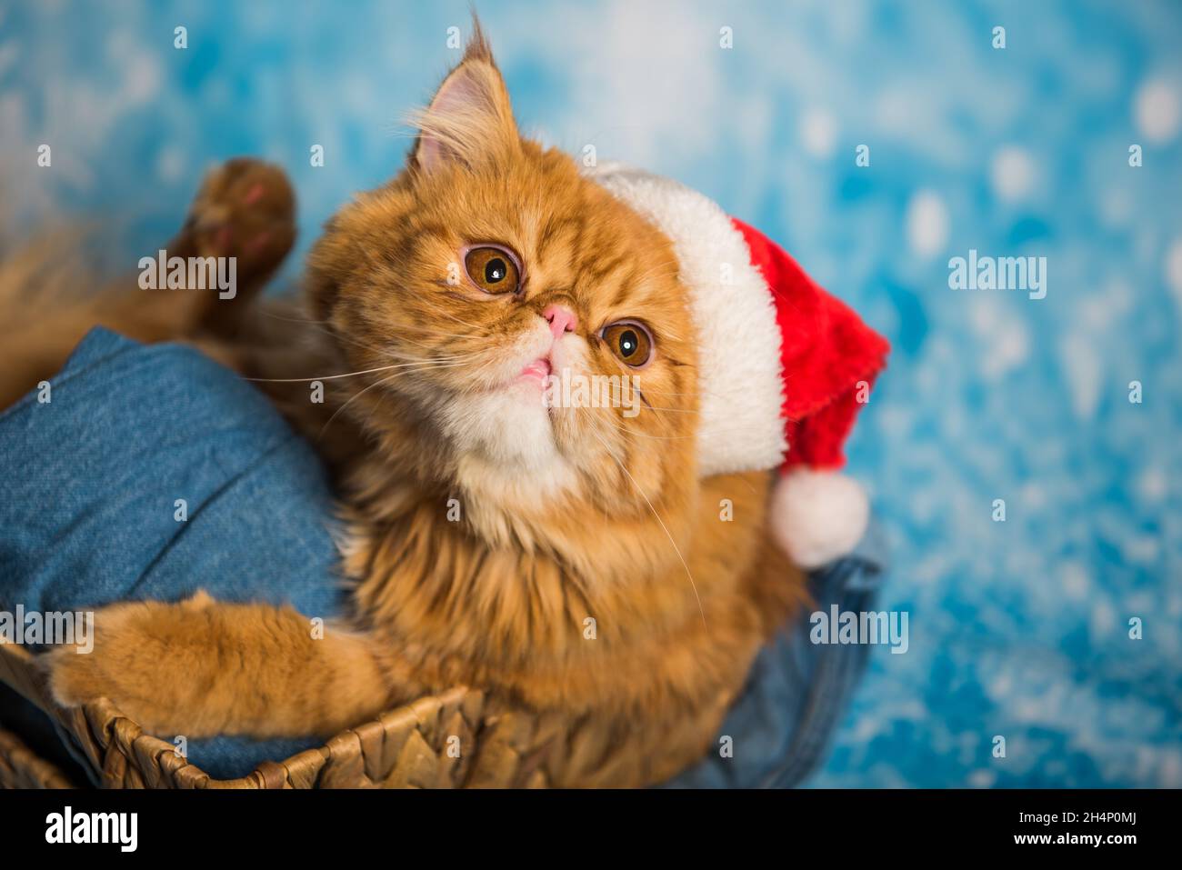 angry christmas cat