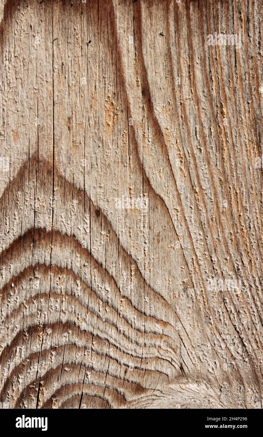 light wood with interesting grain Stock Photo