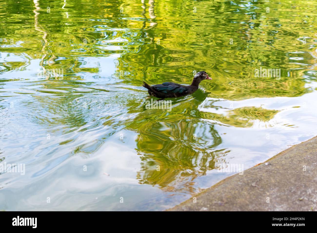 Black duck on the lake looking for food, autumn landscape Stock Photo