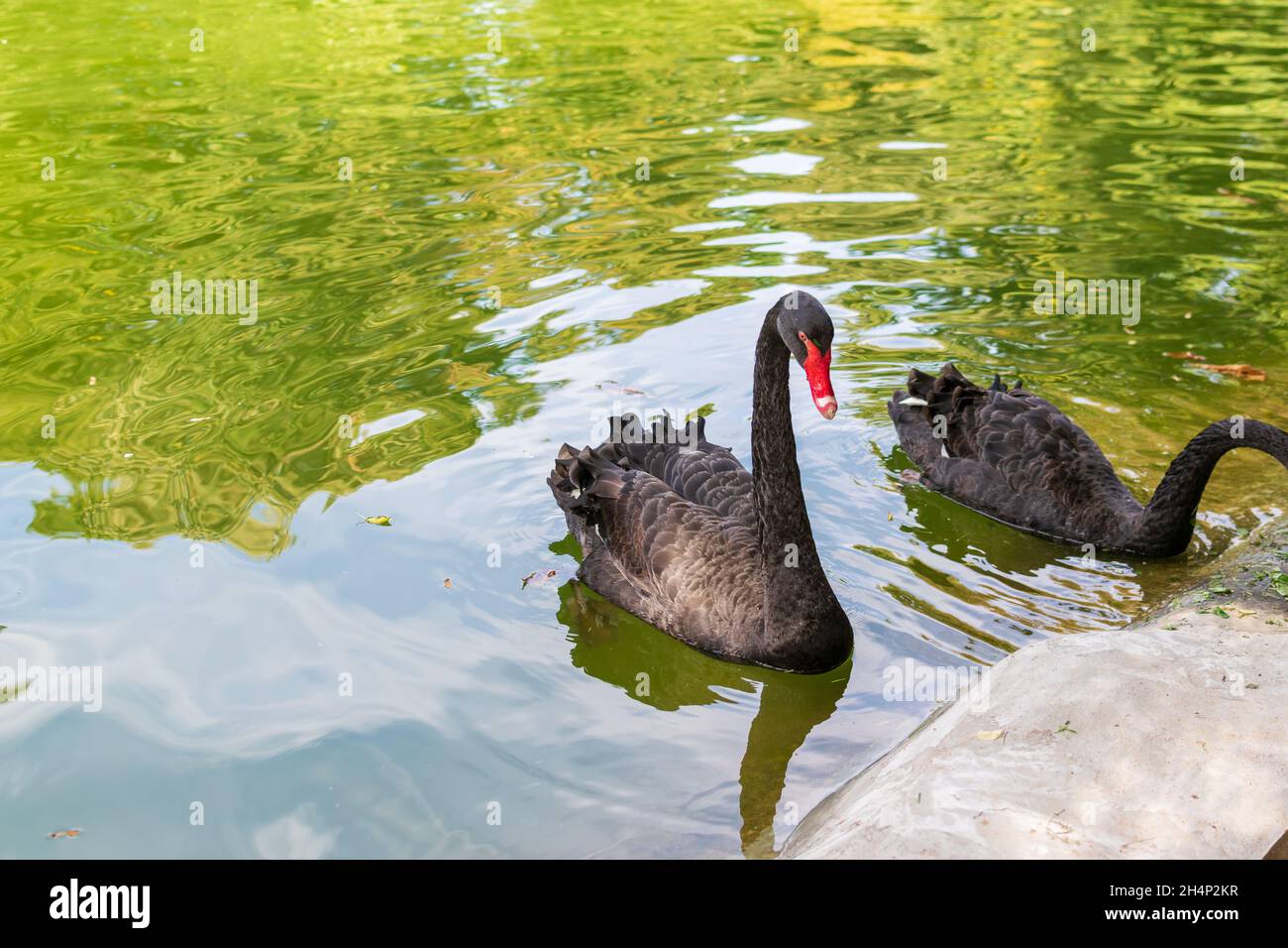 Black swans on the lake looking for food, autumn landscape Stock Photo