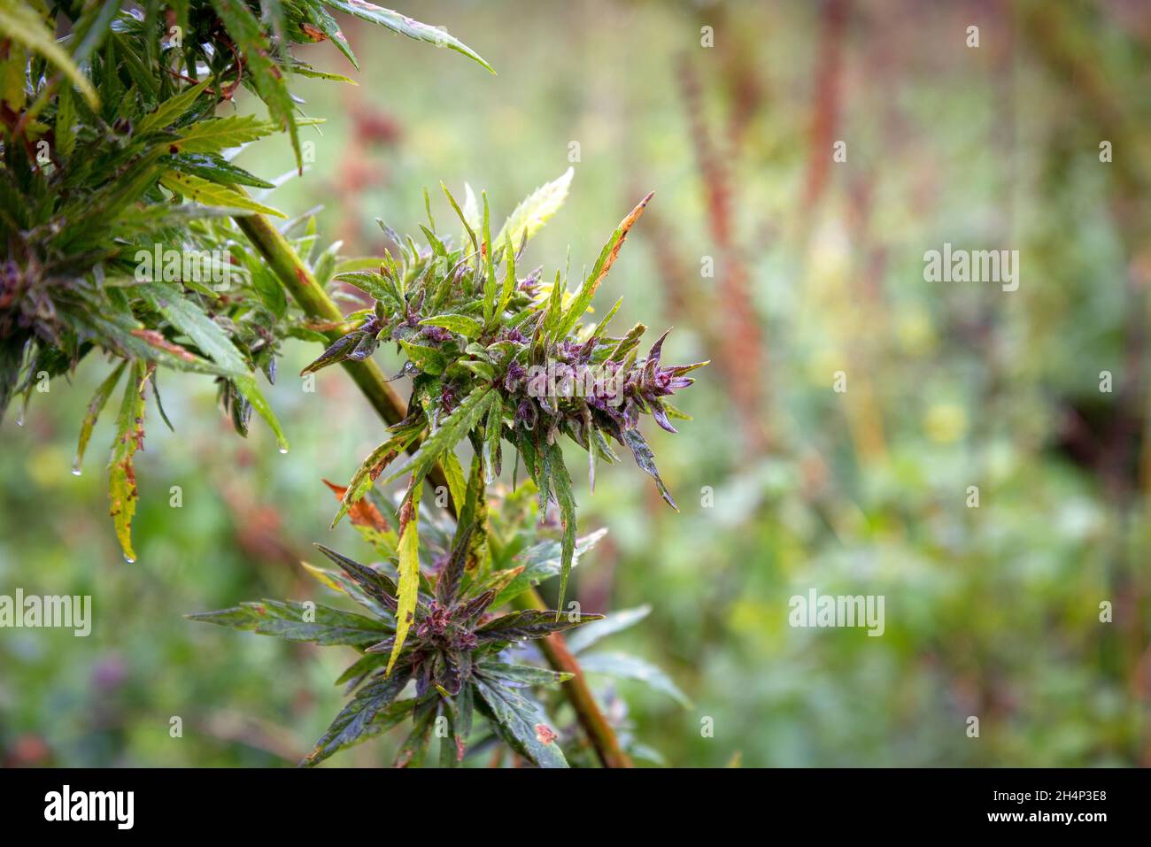 cannabis buds growing outdoors in the field in the autumn Stock Photo