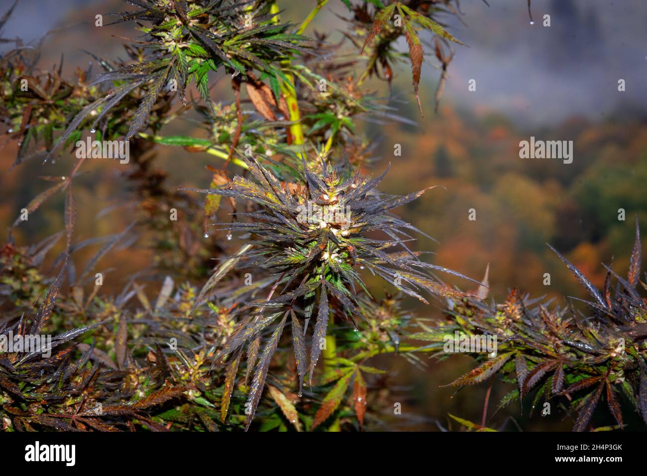 cannabis buds growing outdoors in the field in the autumn Stock Photo