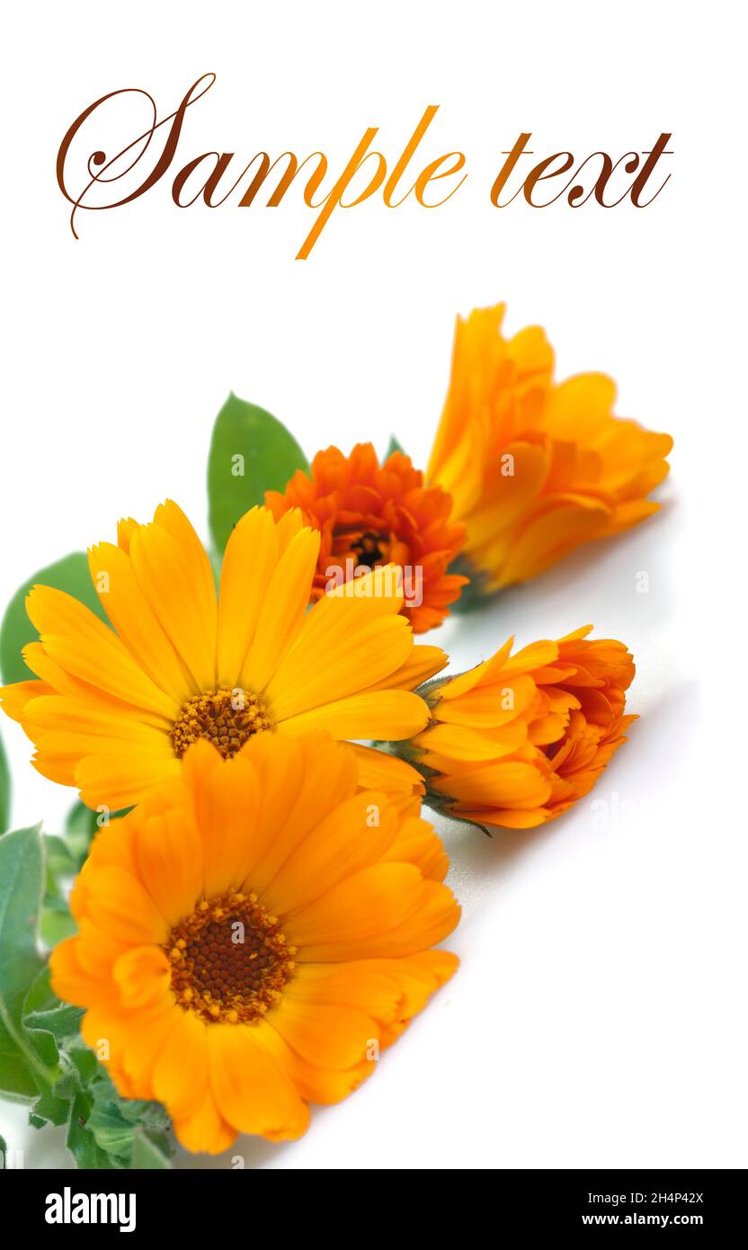 Marigold flowers, isolated on white. Stock Photo