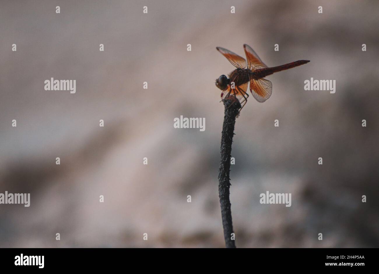 Selective color shot hi-res stock photography and images - Alamy