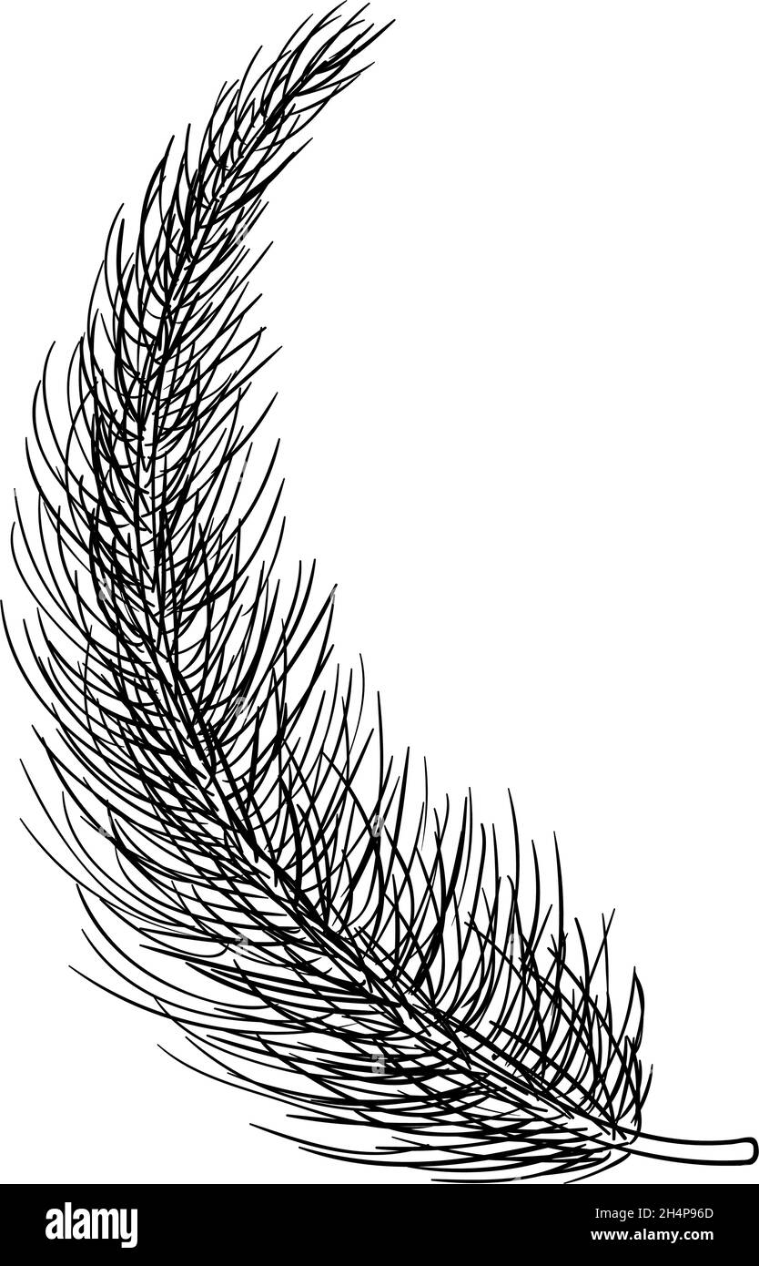 Pine tree branch hand drawn illustration. Christmas winter ink vector doodles Stock Vector
