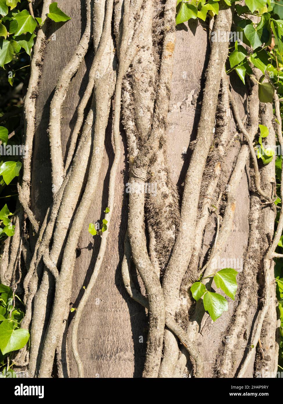 Tendrils creeping up a tree in my neighbourhood of Radley Village ...