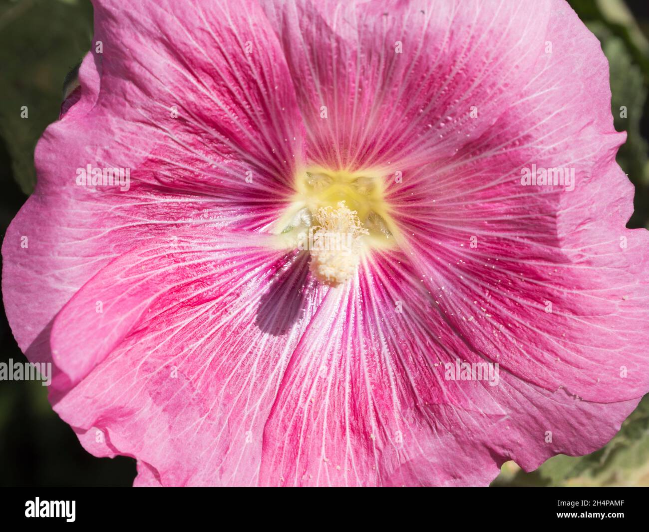 Close Up View Of A Stigma Of A Flower Stock Photo Image Of, 47% OFF