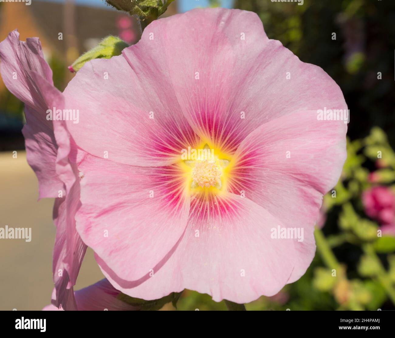 Close-up of Pink Marrow flower in our Oxfordshire village garden.  Not exactly the best known part of the plant - that would be the vegetable you eat! Stock Photo