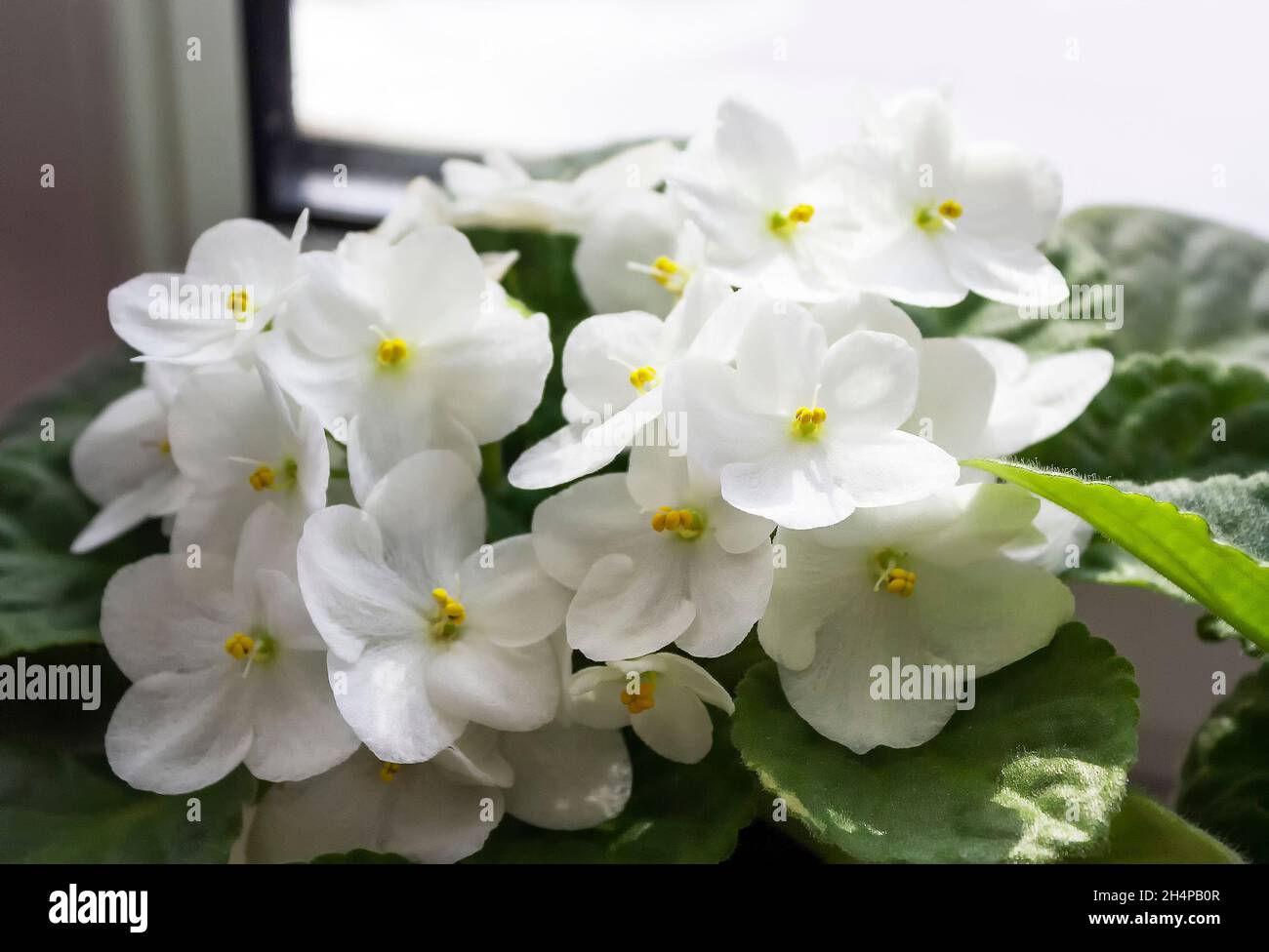 Delicate white violet flowers, stand at home on the windowsill Stock Photo