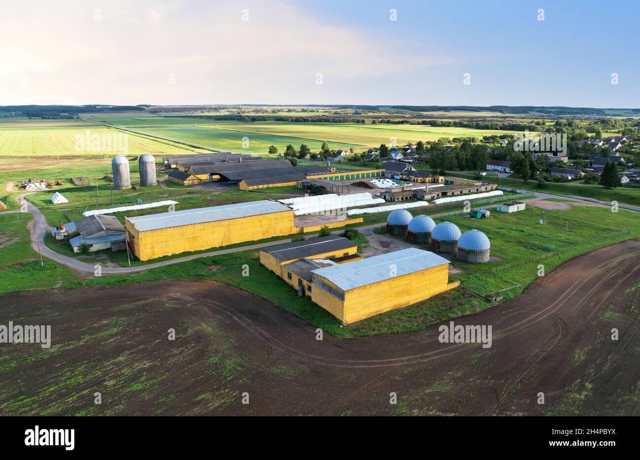 Farm with cows and pigs in the village, aerial view. Cowsheds near agriculture field. Production