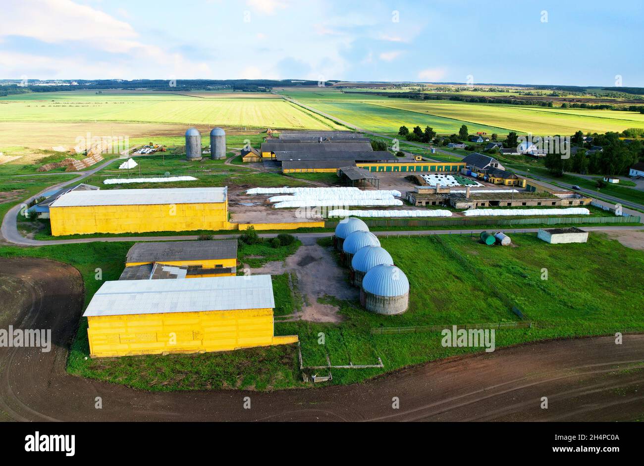Farm with cows and pigs in the village, aerial view. Cowsheds near agriculture field. Production