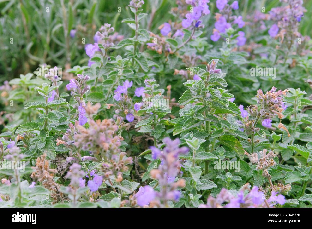 Melissa grown in a rustic farm garden. Melissa flowers in farming and harvesting. Open ground flat bed into the farmland. Stock Photo