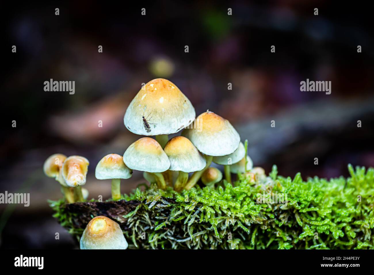 small family of mushrooms Stock Photo