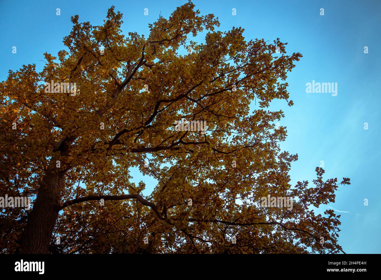 autumn tree top Stock Photo