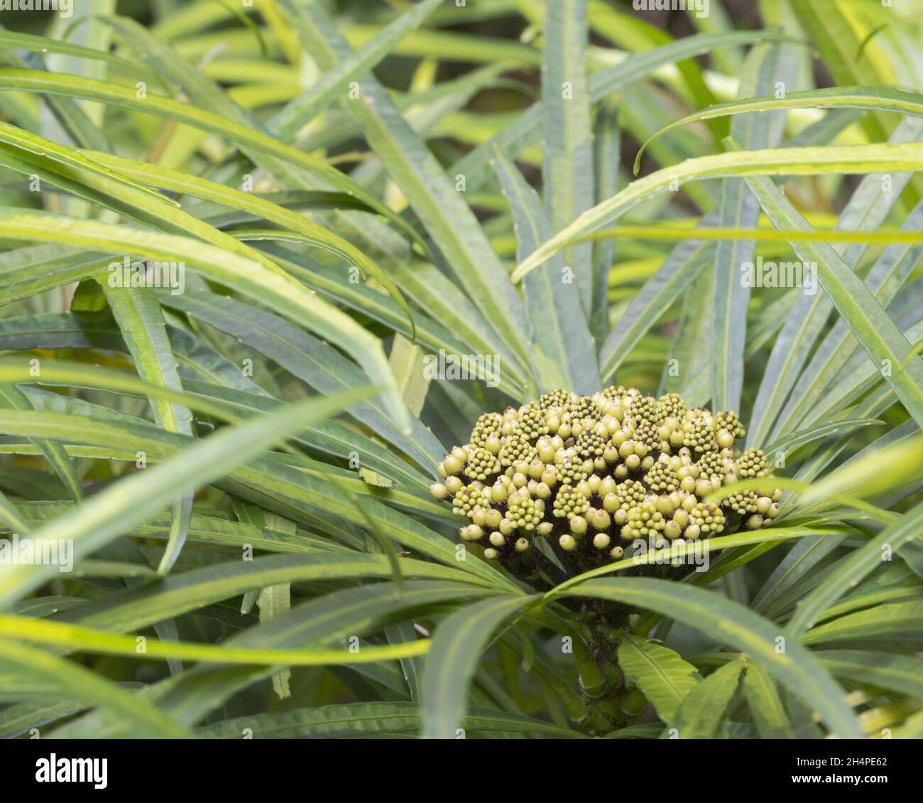 Closeup of Osmoxylon, the genus of flowering plants in the family Araliaceae. Stock Photo
