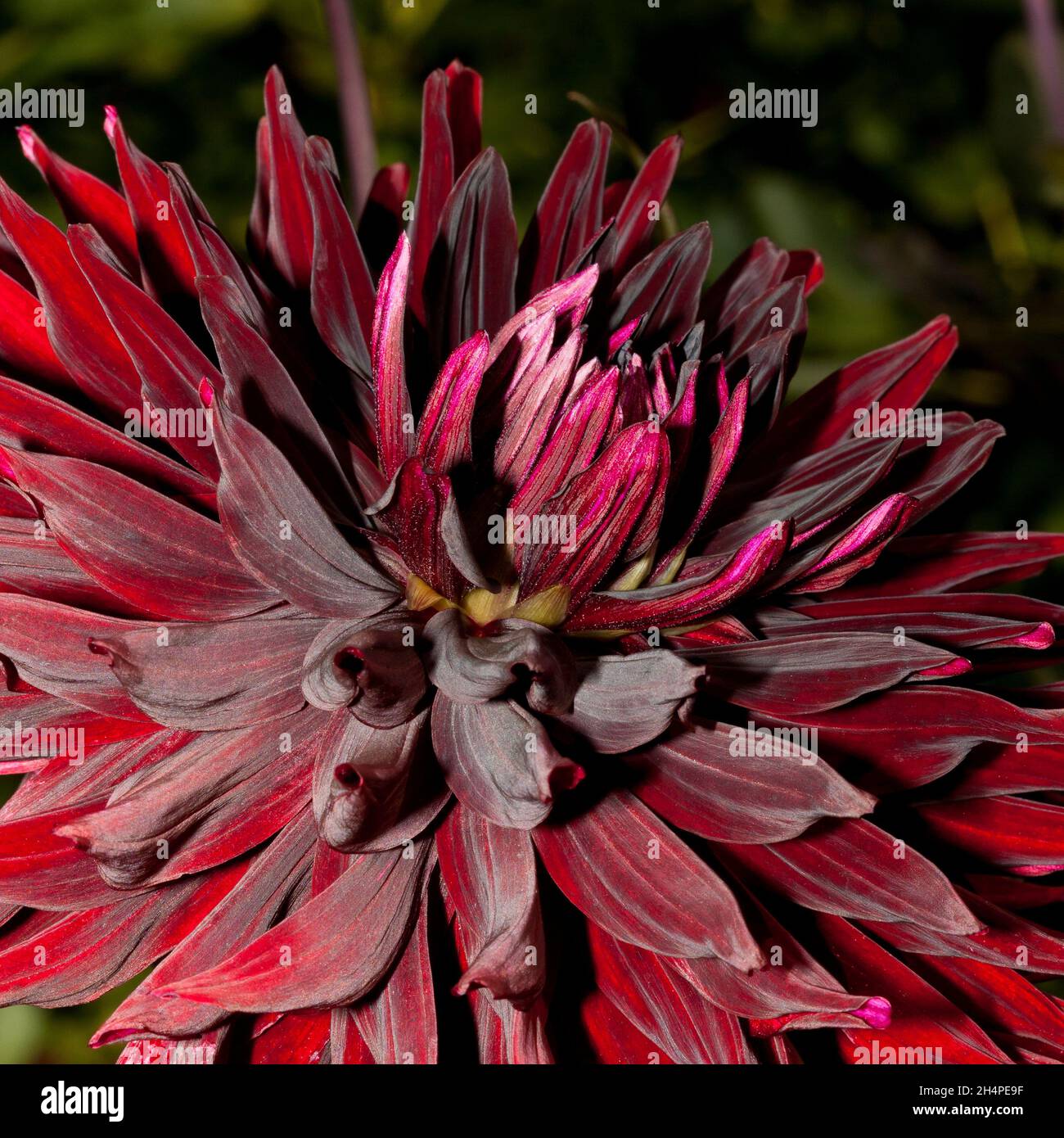 A deep red colored Dahlia flower Stock Photo