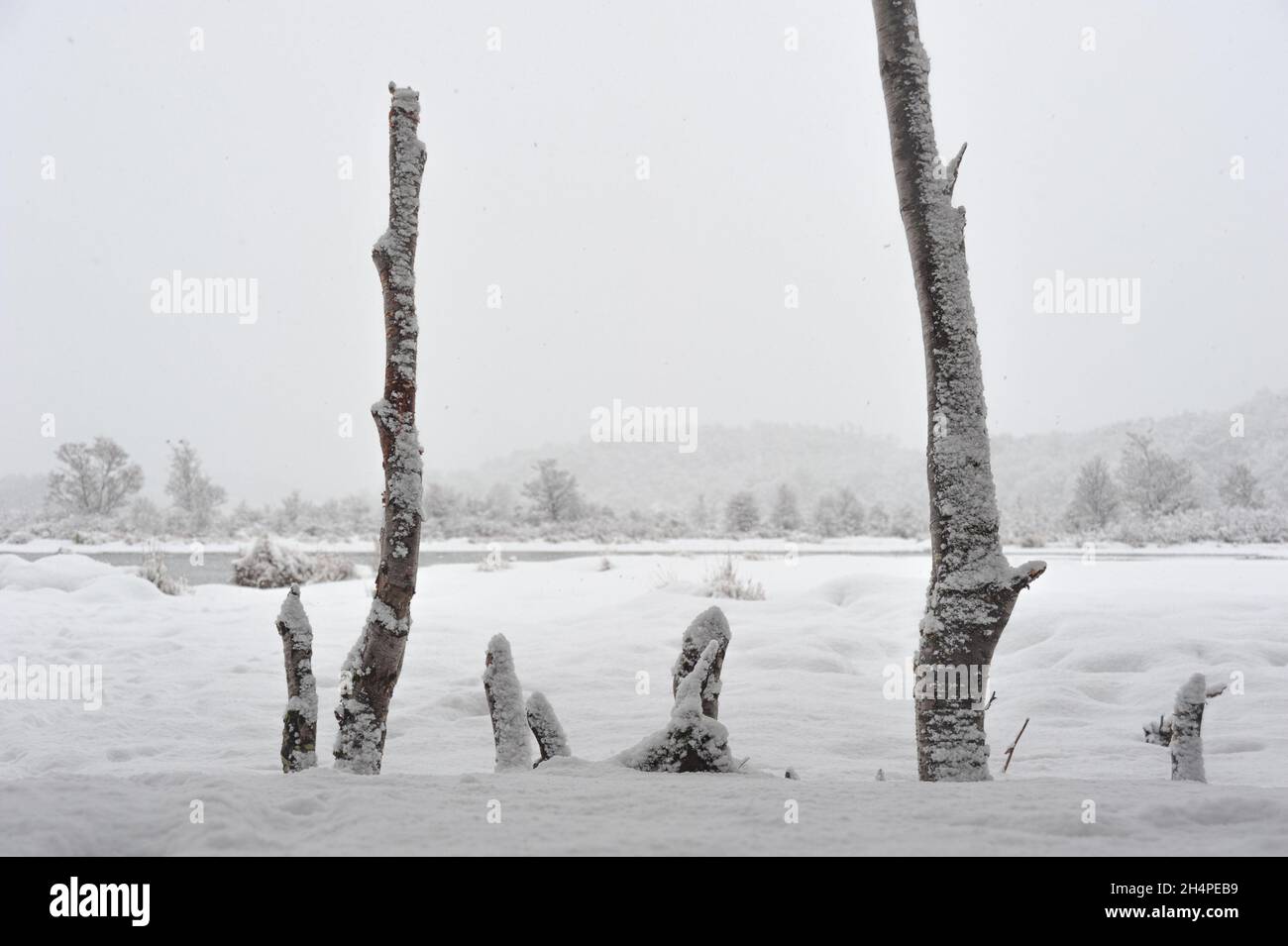Photo de stock Un arbre élégamment incurvé sur fond 1748663321 |  Shutterstock, image size:1300x955