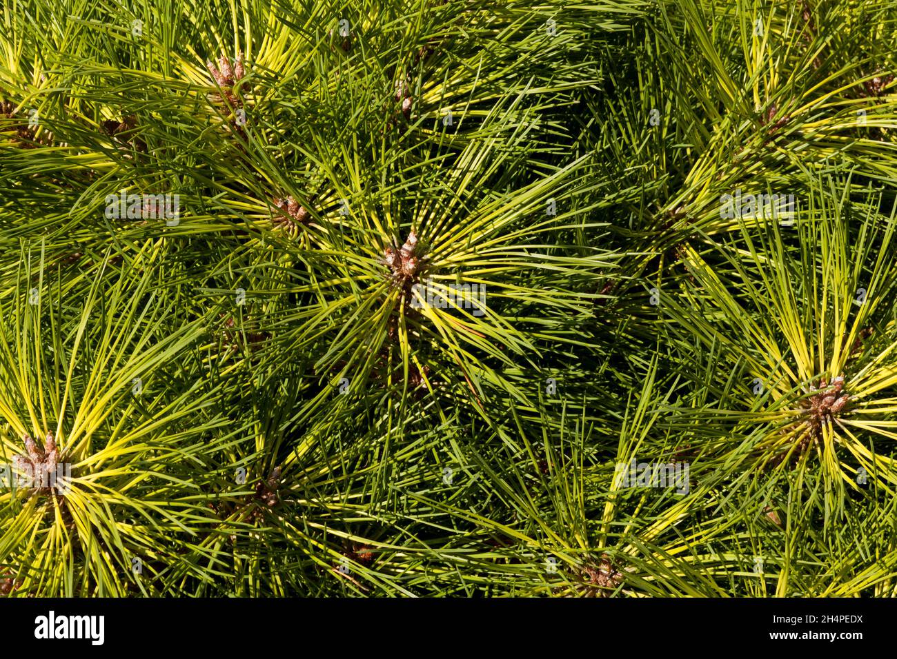 Pine Needles Stock Photo