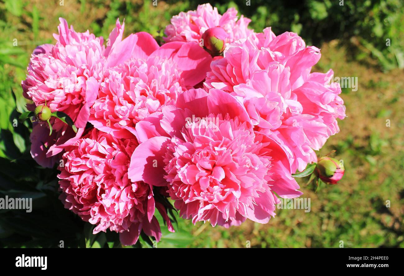 Blooming red peony flowers in the summer garden Stock Photo