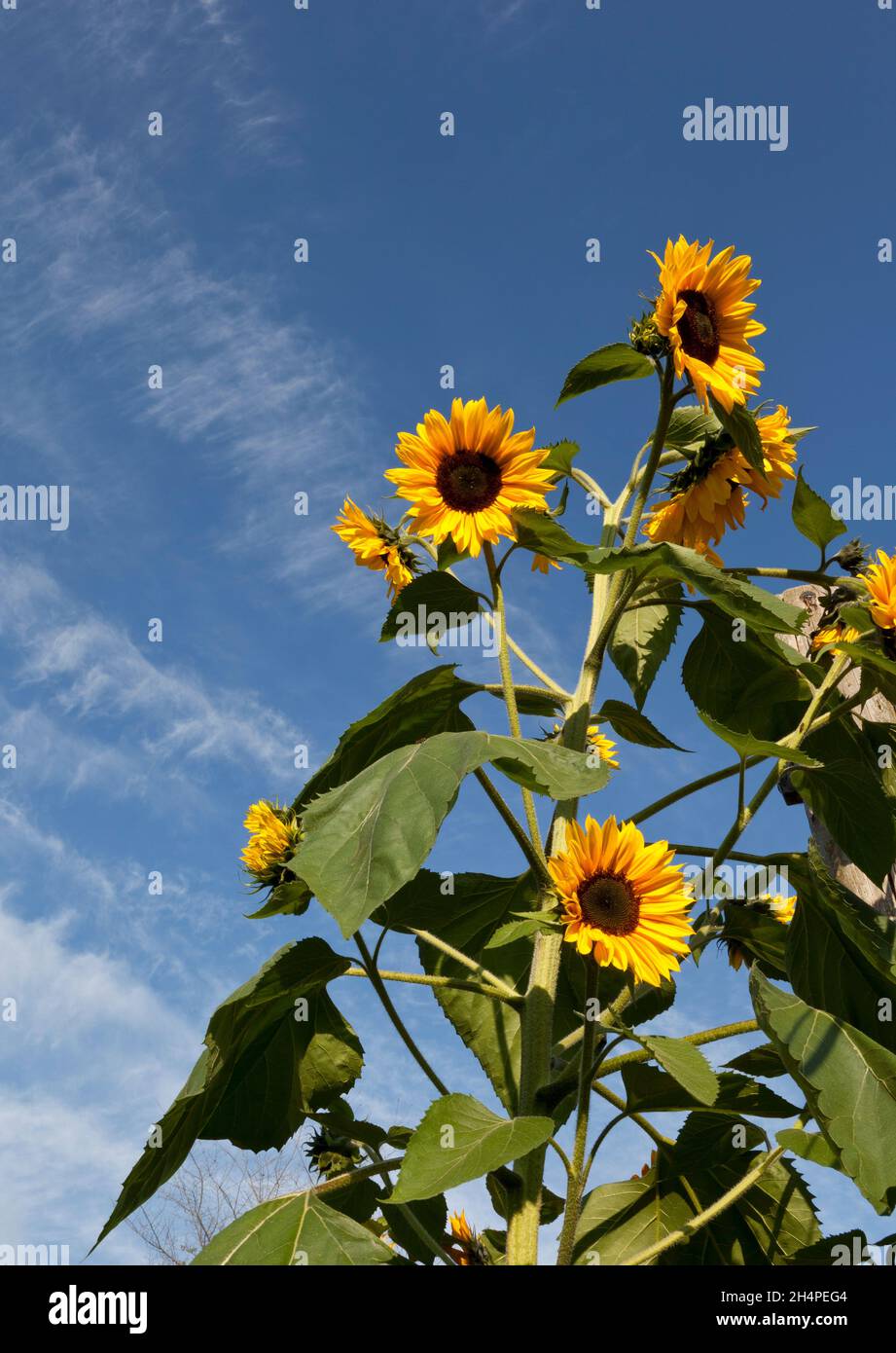 Sun flowers against a blue sky Stock Photo