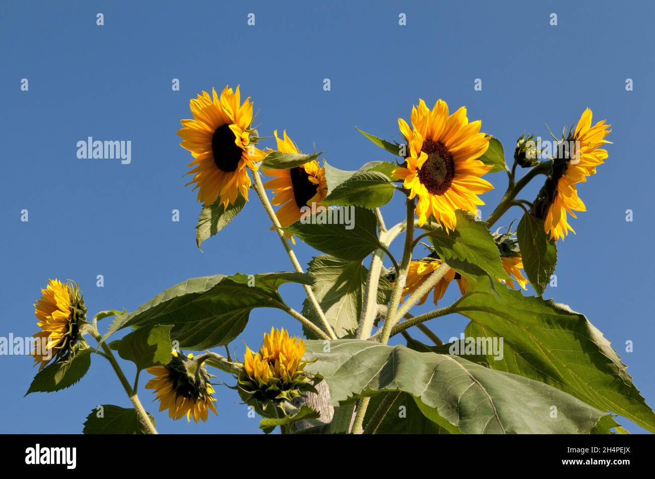 Sun flowers against a blue sky Stock Photo