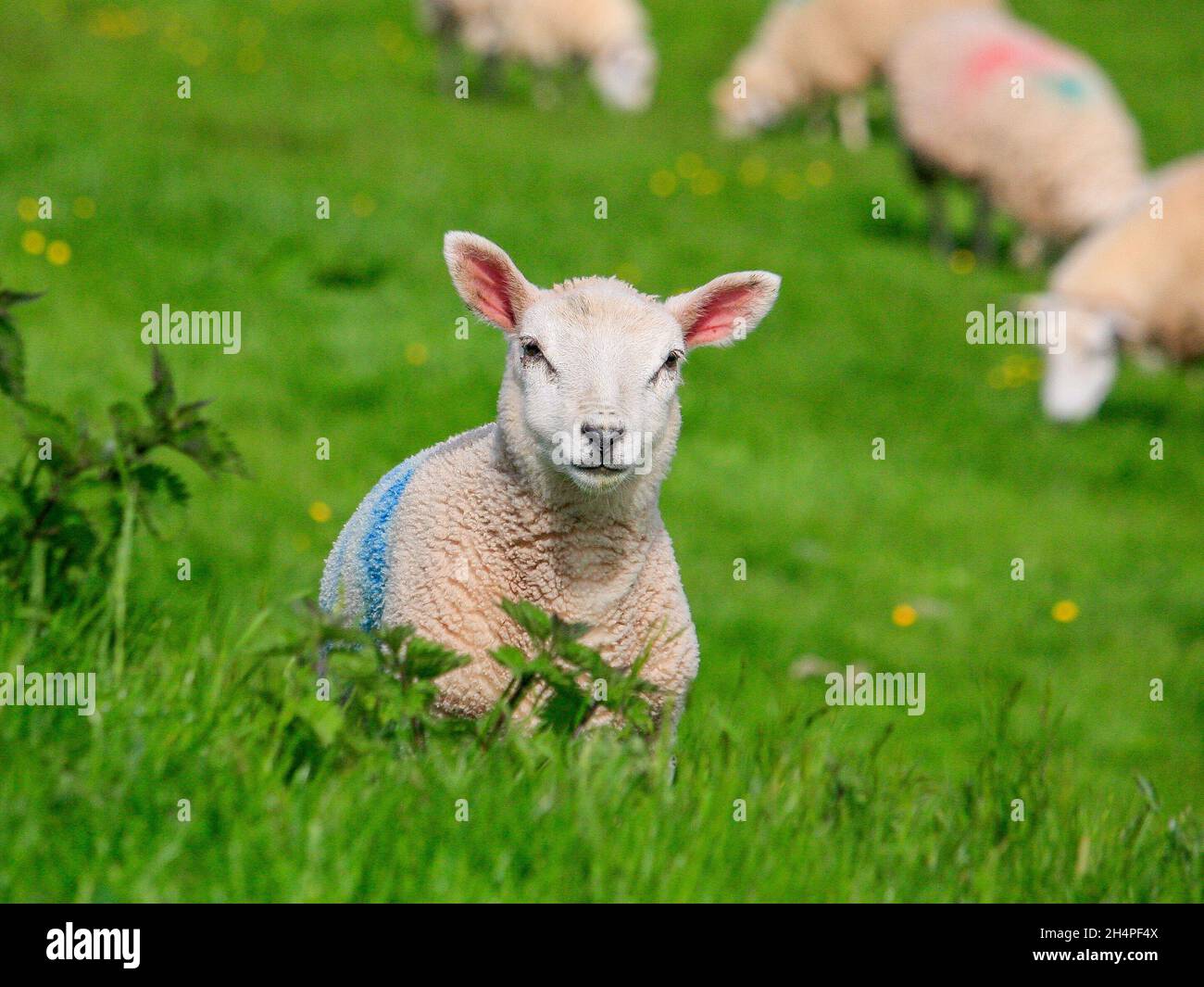 A lone lamb, sheep modelling for the photographer Stock Photo