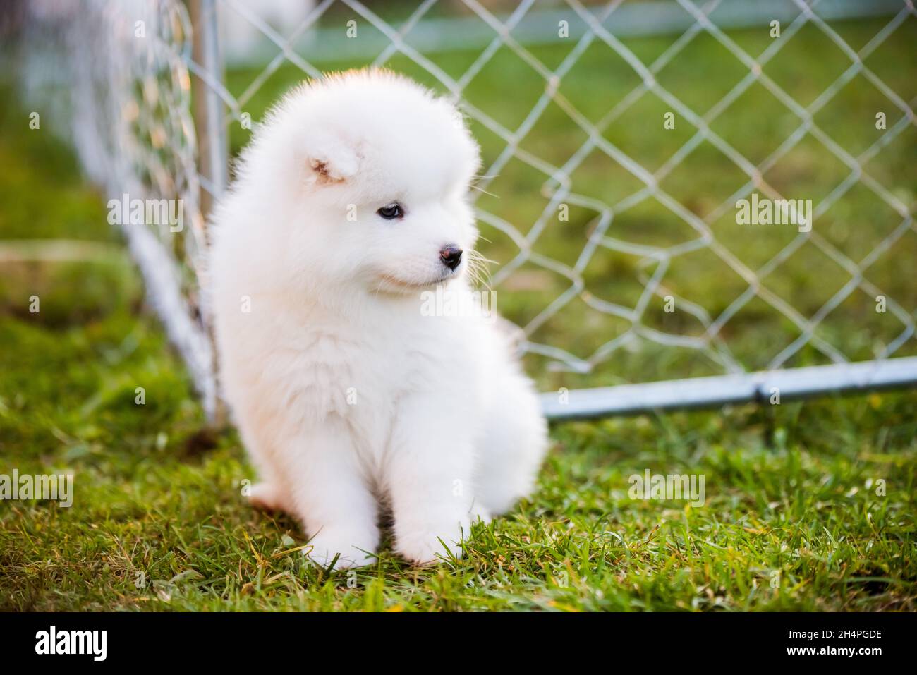 Funny Samoyed puppy in the garden on the green grass Stock Photo