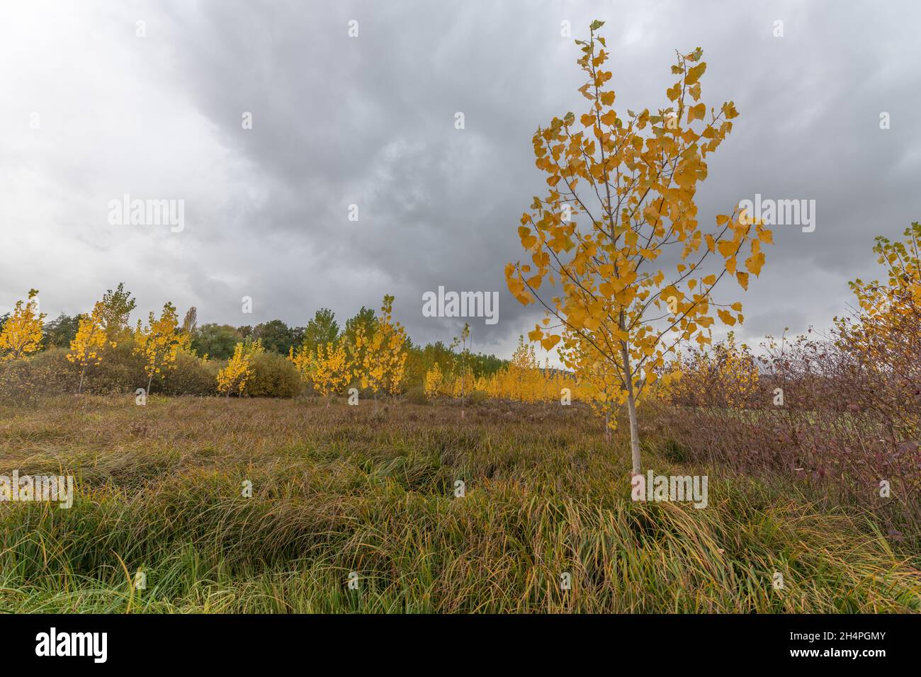 Planting young poplars for papermaking in autumn. France, Europe Stock