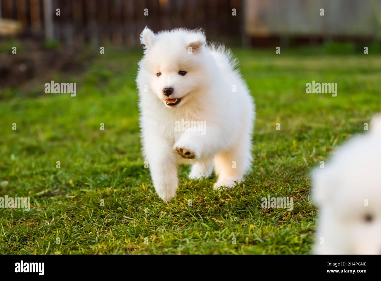 Adorable samoyed puppy running in motion on the lawn Stock Photo