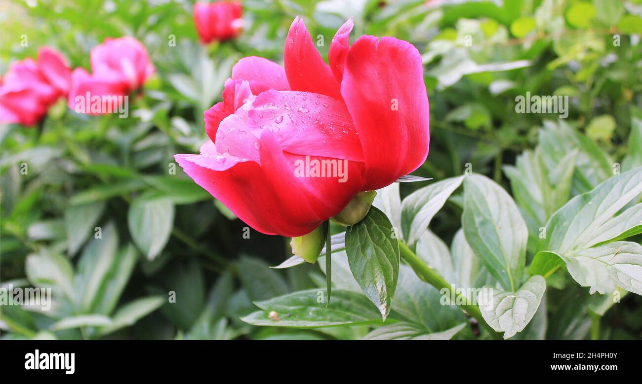Blooming red peony flowers in the summer garden Stock Photo
