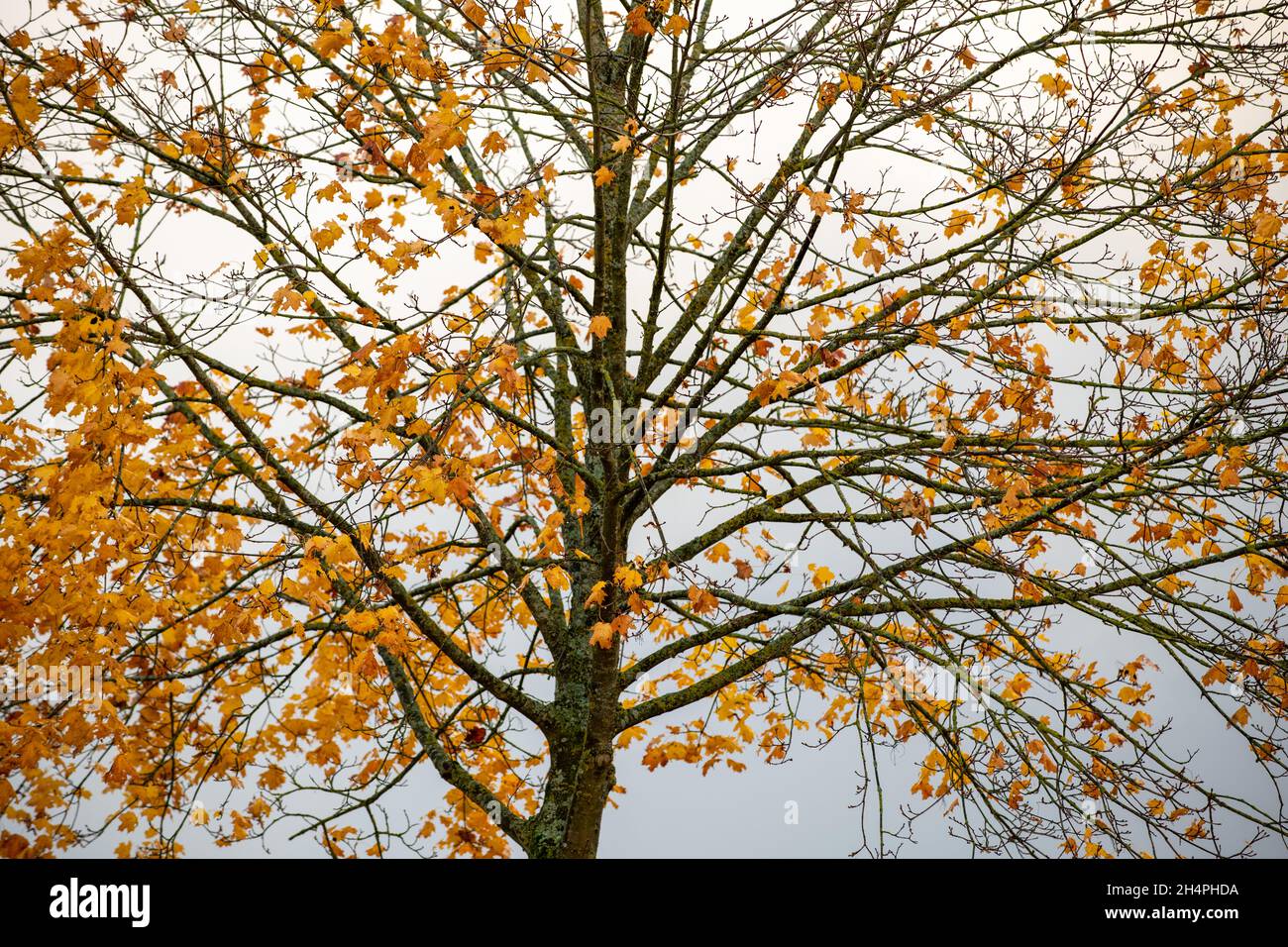 Maple tree with yellow leaves in the countryside in autumn Stock Photo ...