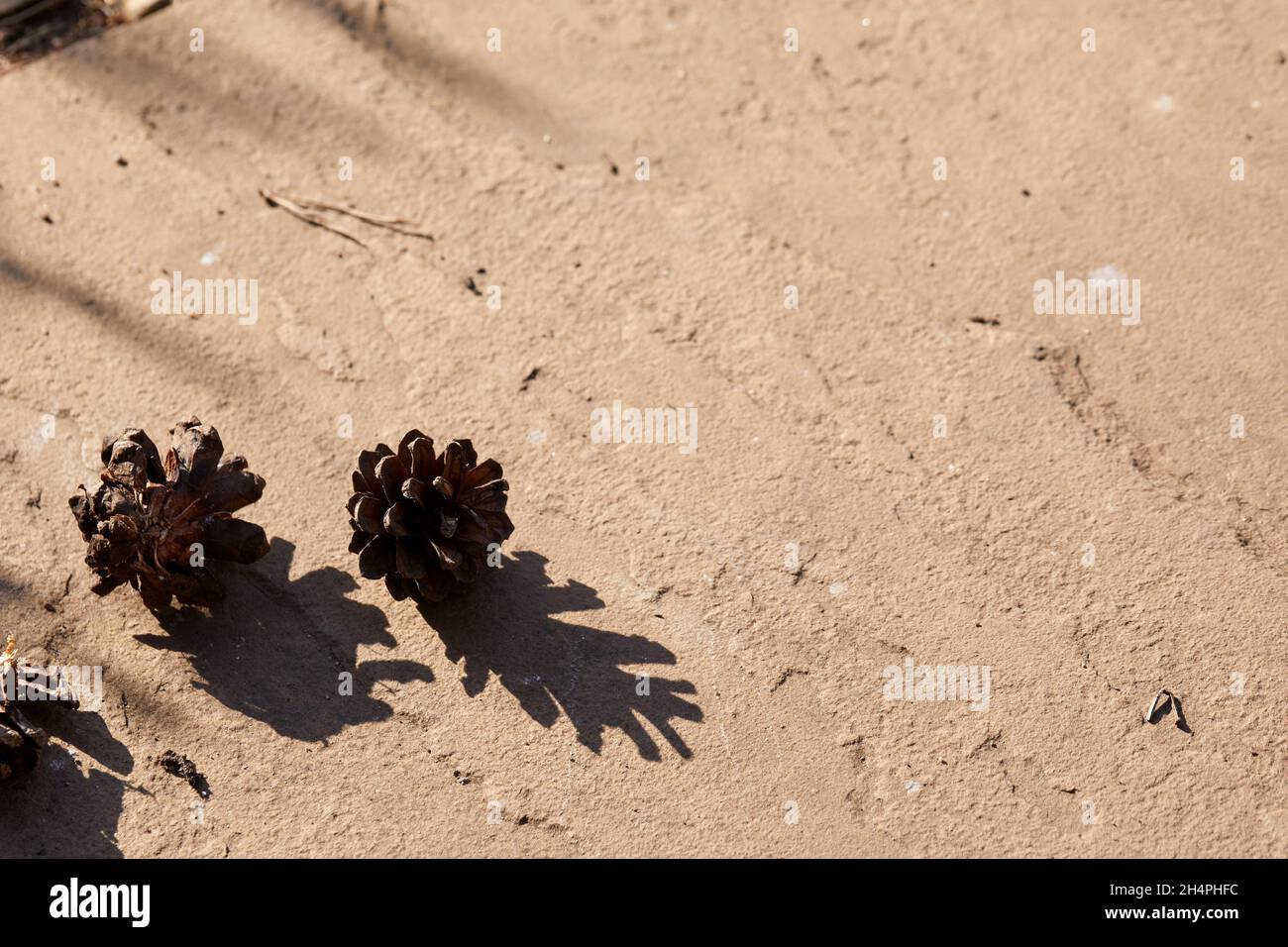 Two scots pine cones in sun and shadow. Stock Photo