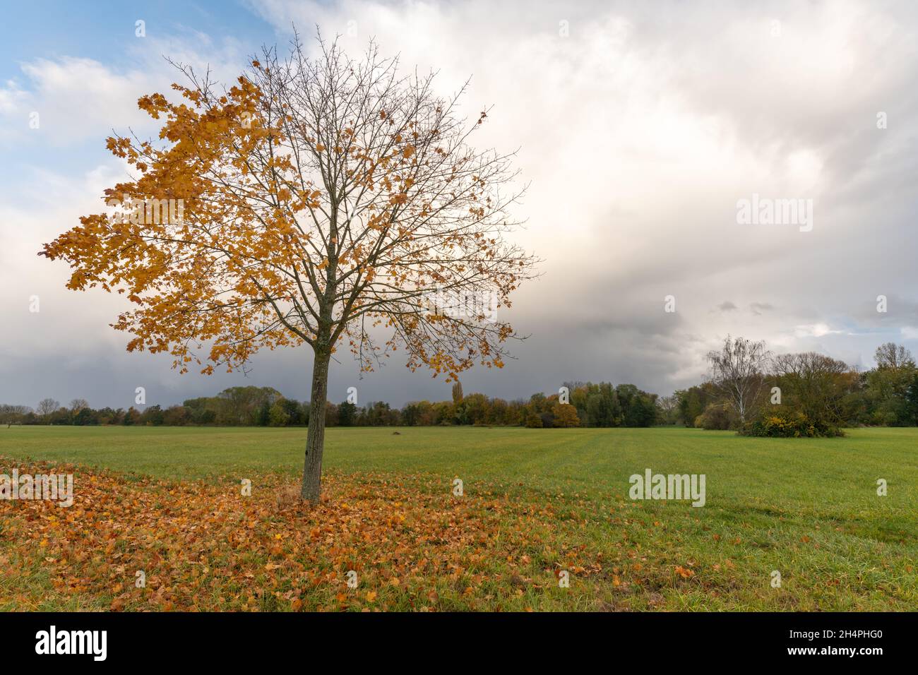 Maple tree with yellow leaves in the countryside in autumn Stock Photo ...