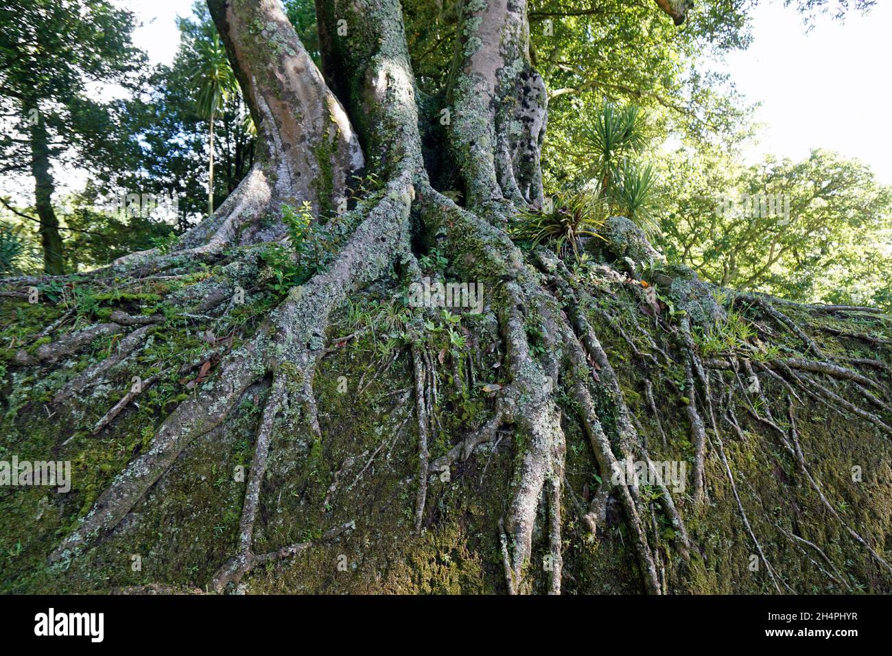 green landscape huge trees on the azores islands Stock Photo - Alamy