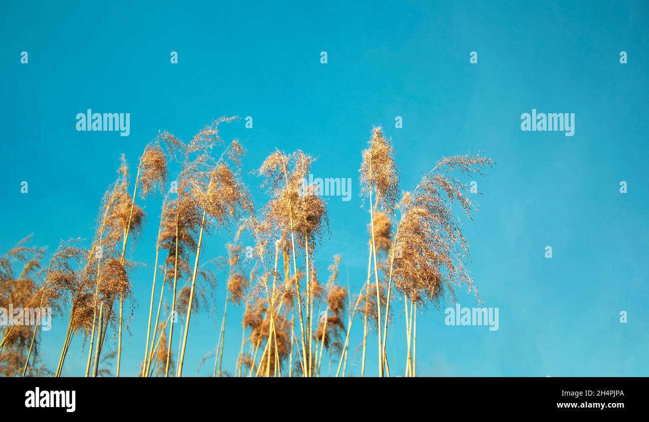 Flowering Wood Small-reed Calamagrostis epigejos against the blue sky. Selective focus. Toned Stock Photo