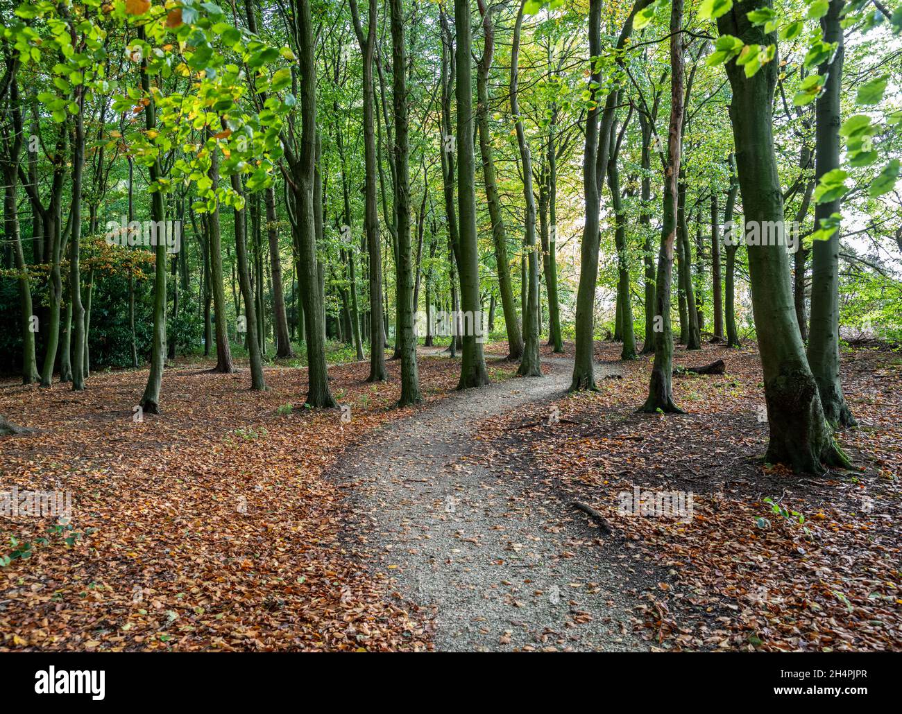 Autumn woodland with green leaf canopy and fallen leave on ground with trail through the trees. Stock Photo