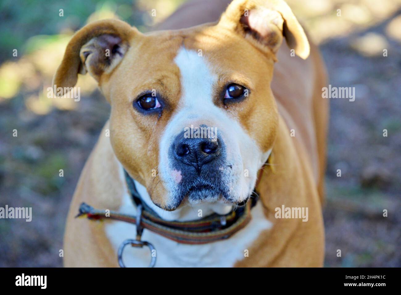 amstaff dog Stock Photo