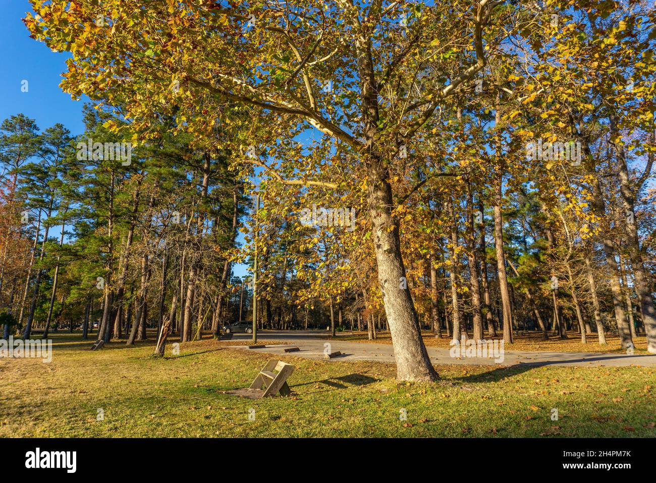 Footpath in a park in the fall colors Stock Photo - Alamy