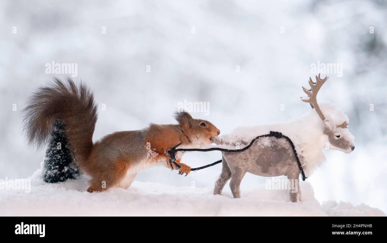 Red squirrel is holding with a rope a reindeer Stock Photo - Alamy