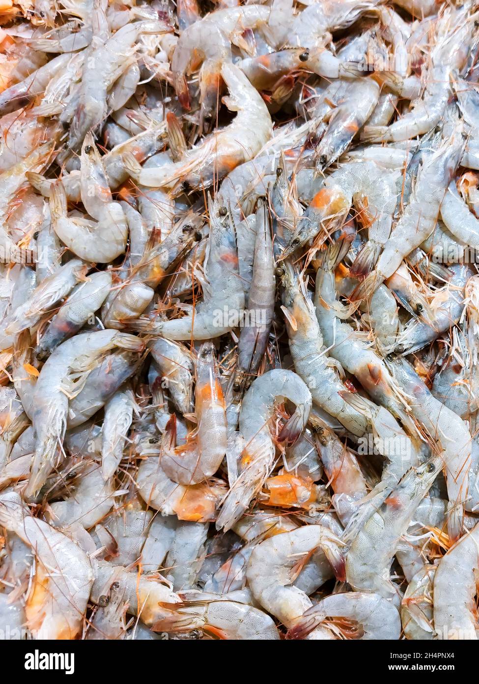 Fresh black tiger shrimp. Seafood cooking concept. Healthy food. Recipe ingredient. Market product Stock Photo