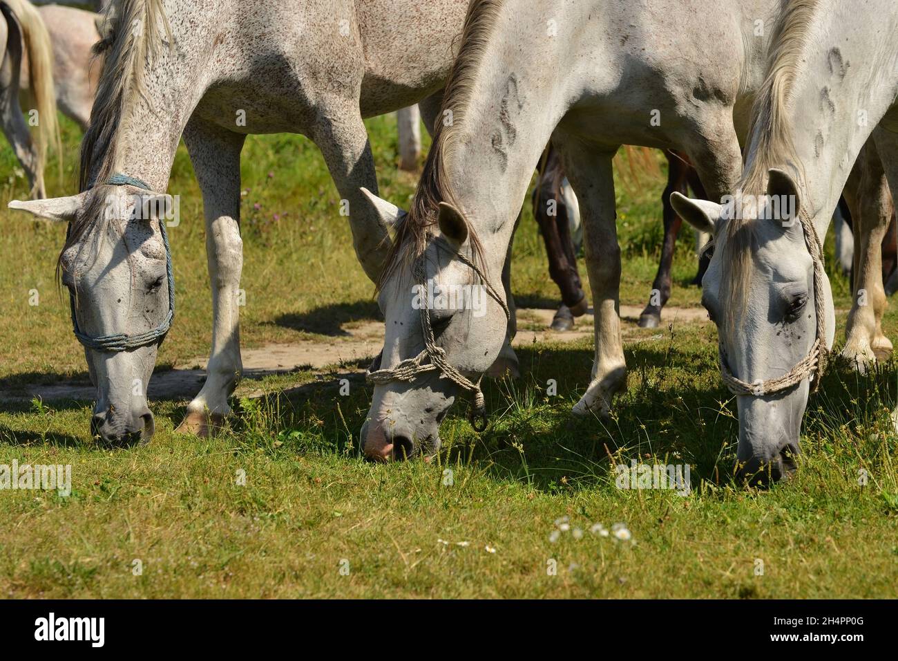 Lipizzaner, horse, white horse, outside, outdoor, animal, breed