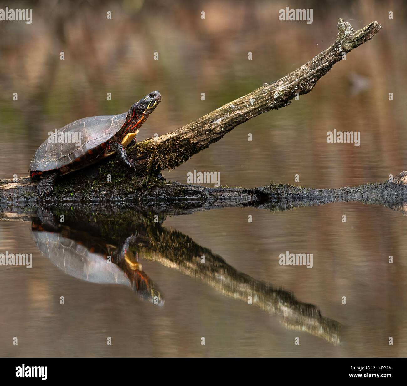 Closeup shot of a turtle crawling on a stick with its reflection in the ...