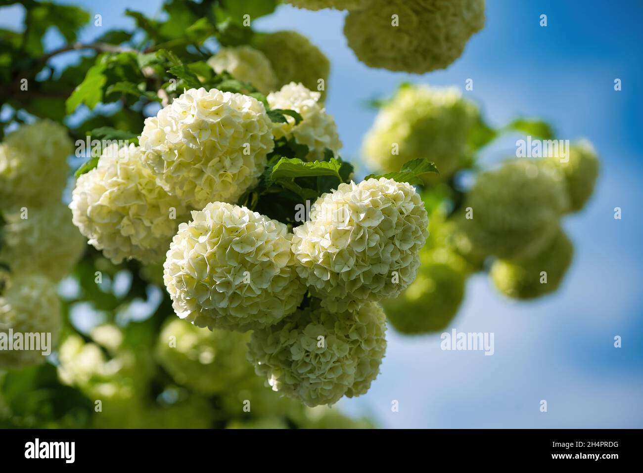 Beautiful white balls of blooming Viburnum opulus (Roseum) flowers